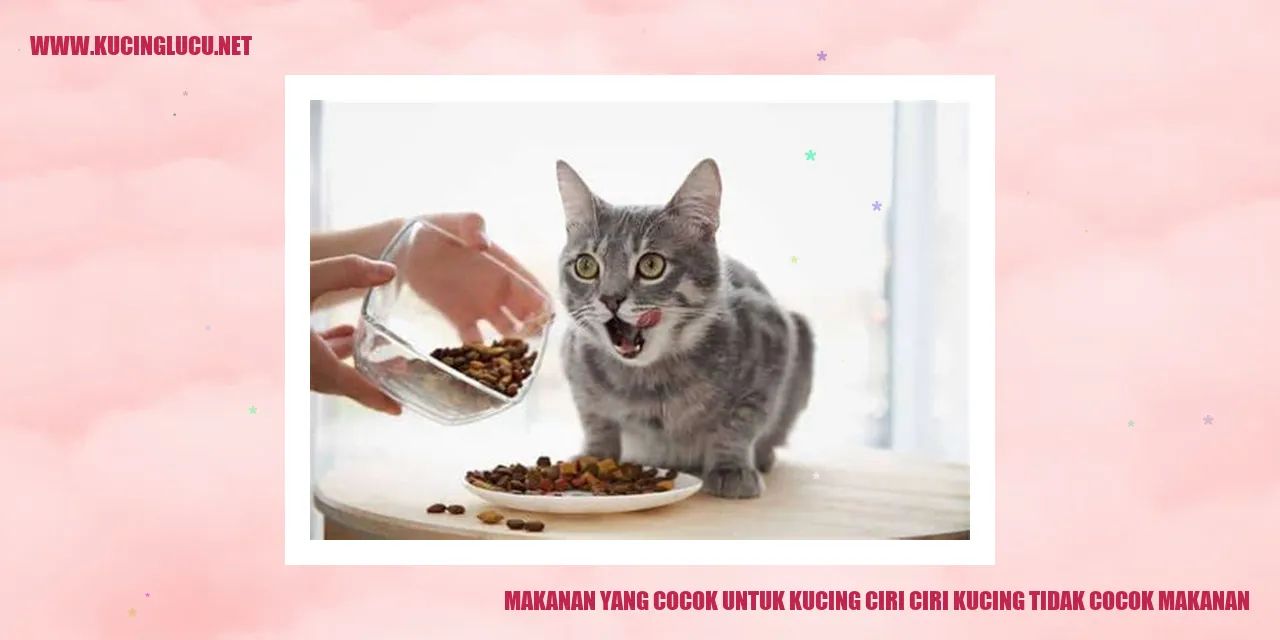 Makanan yang Cocok untuk Kucing