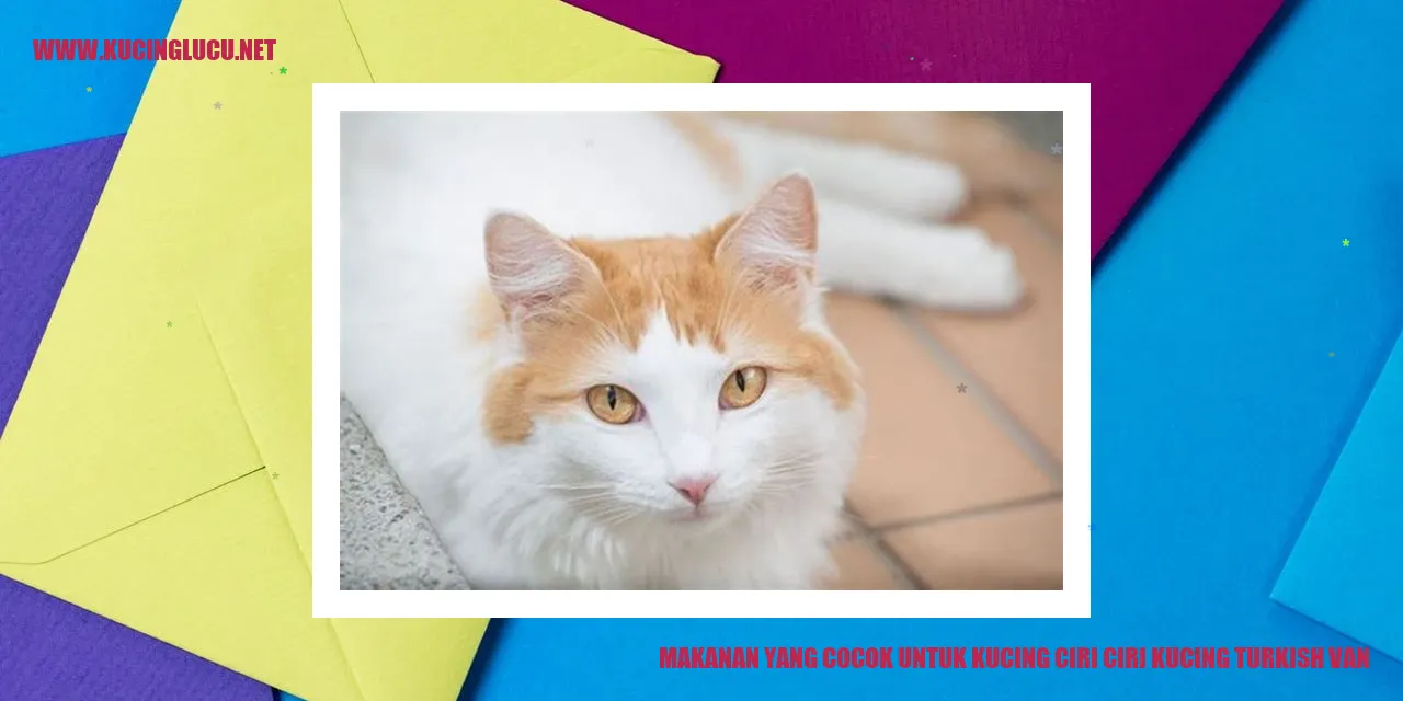 Kucing Turkish Van