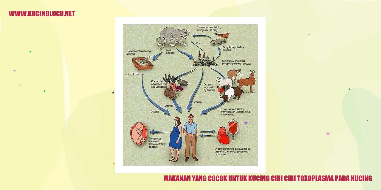 Gambar Makanan untuk Kucing