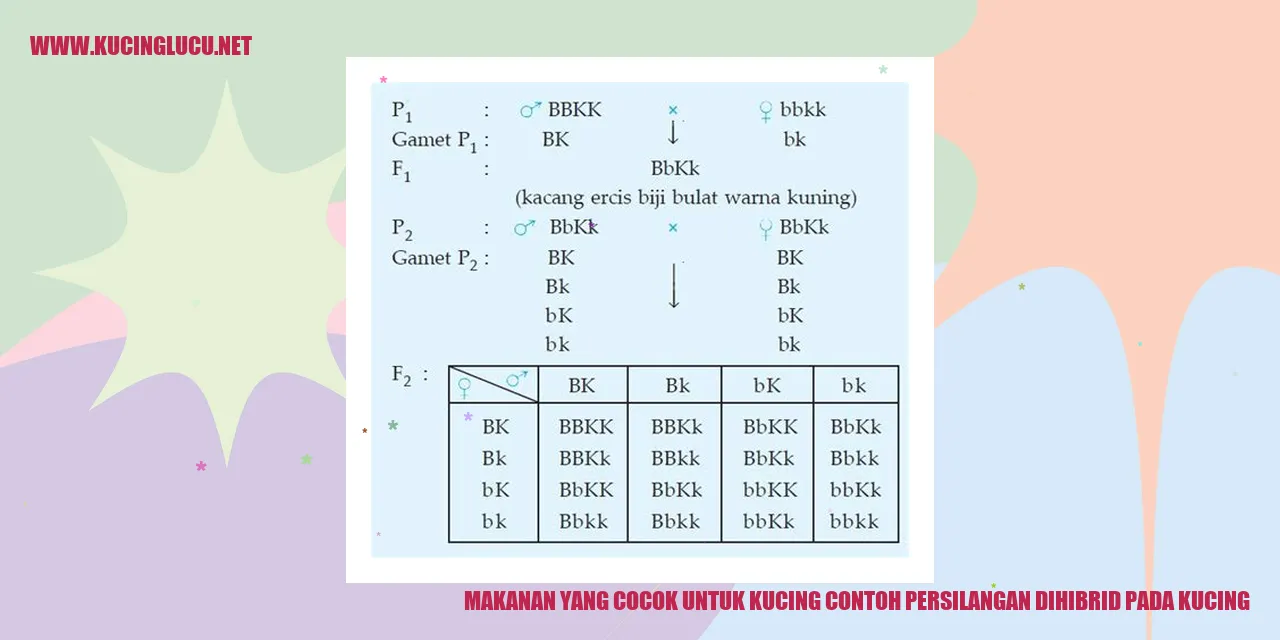 Makanan yang Cocok untuk Kucing