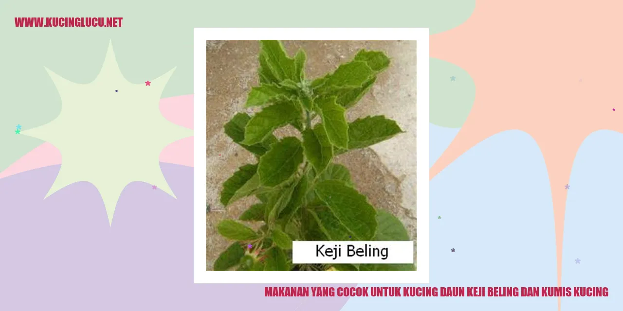 Kucing Daun Keji Beling dan Kumis Kucing