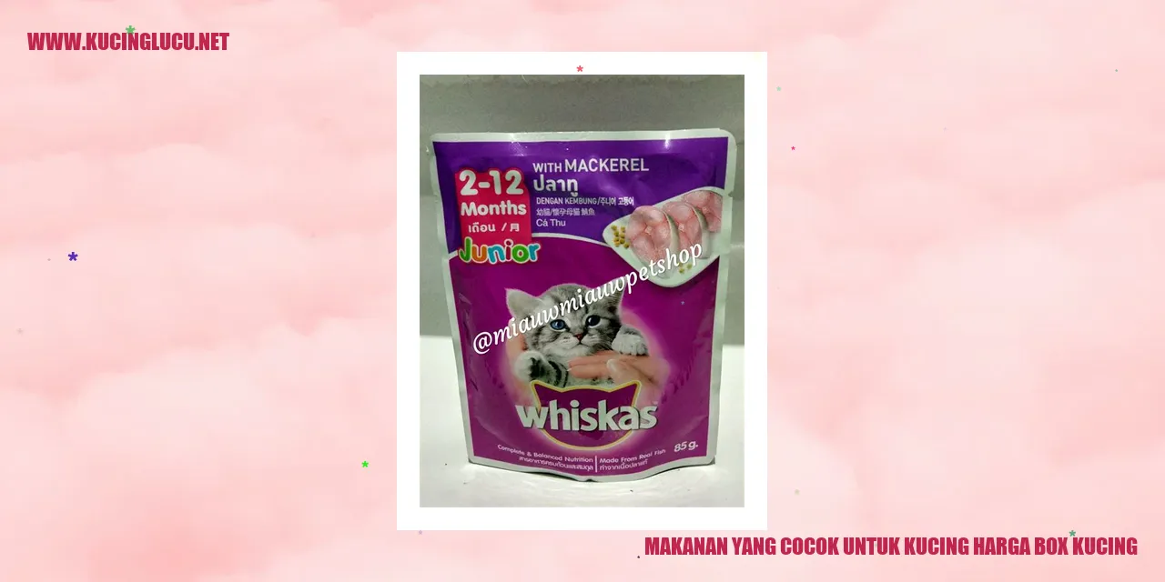 Gambar Kucing dan Box Kucing