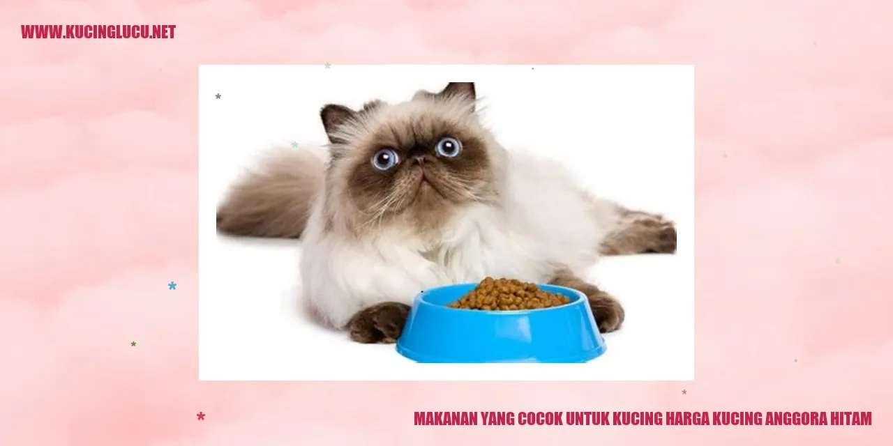 Gambar kucing anggora hitam