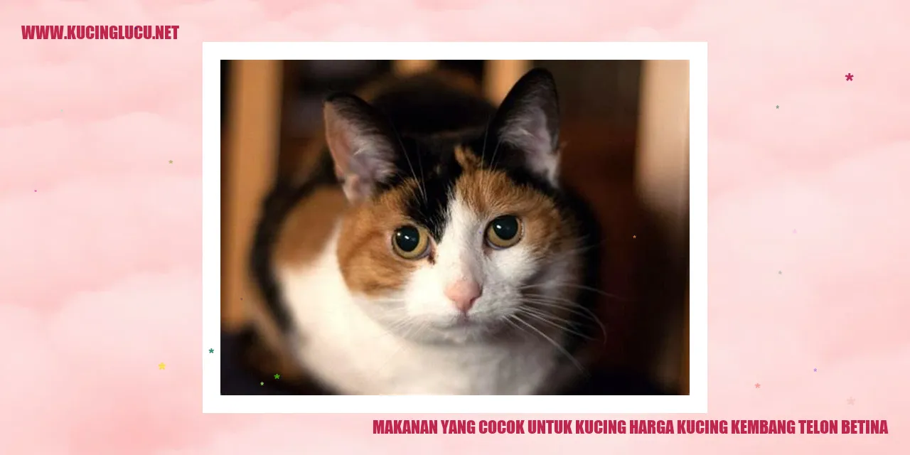Kucing Kembang Telon Betina