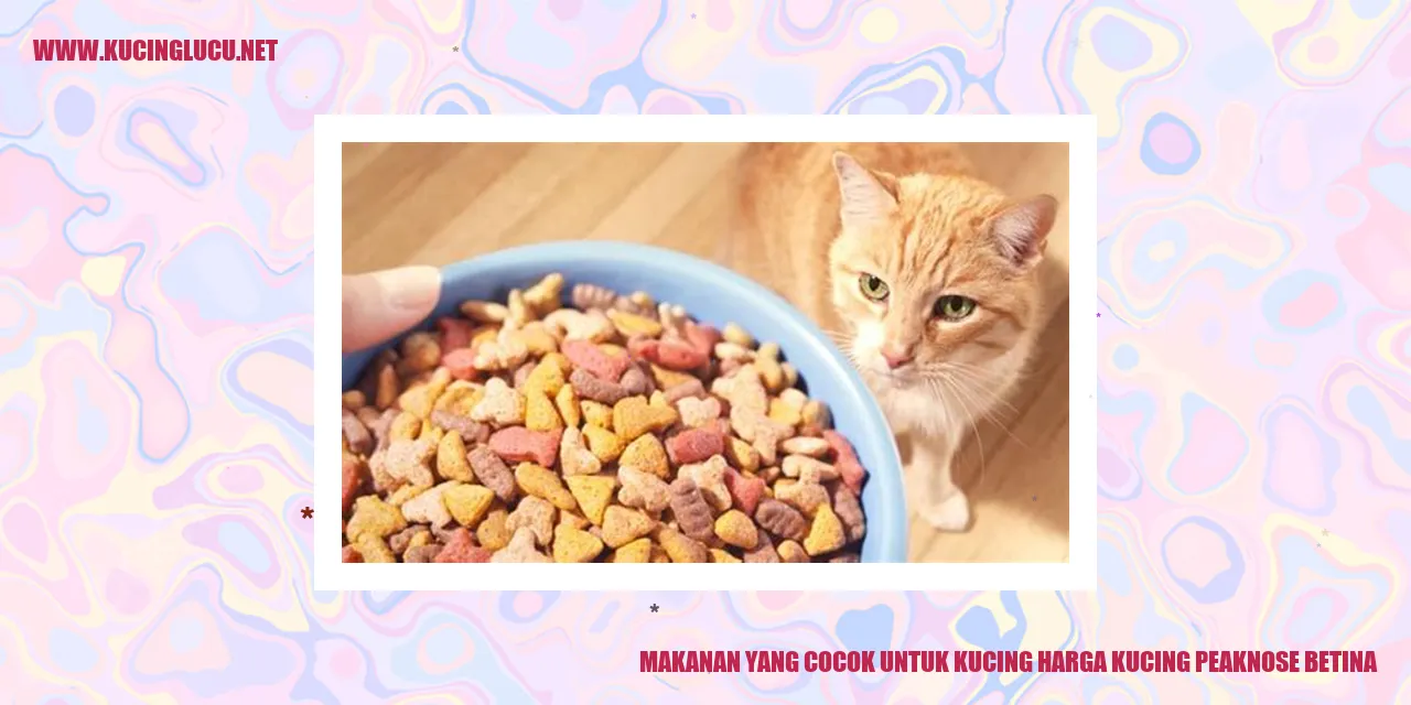 kucing peaknose betina