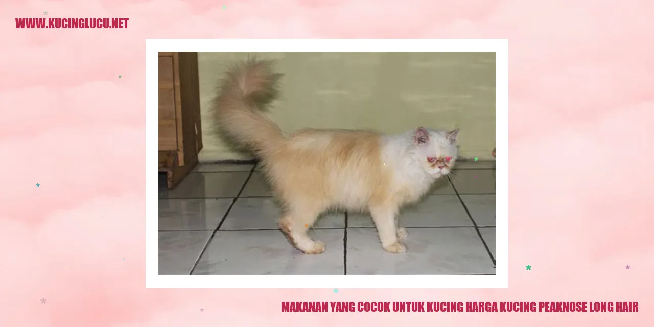 gambar kucing makanan