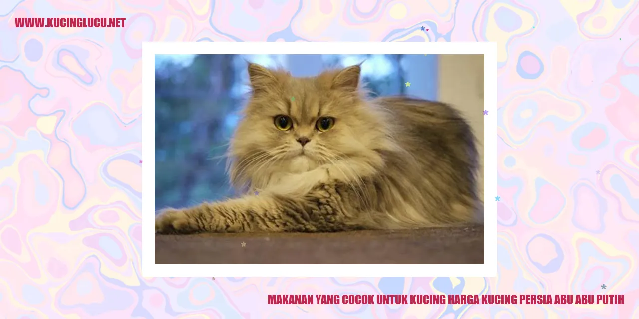 Makanan untuk Kucing Persia Abu Abu Putih