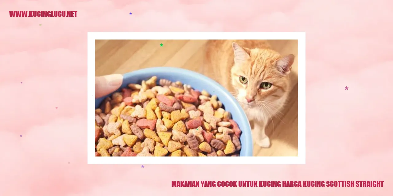 Gambar kucing Scottish Straight