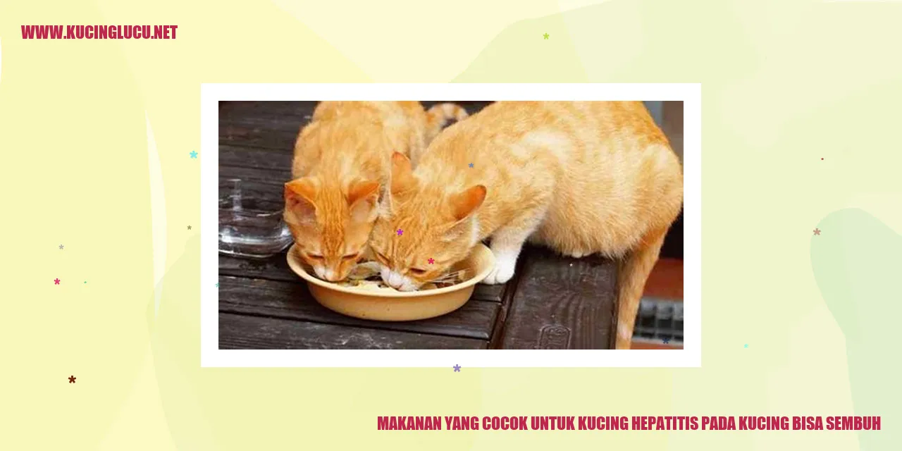 Makanan yang Cocok untuk Kucing Hepatitis