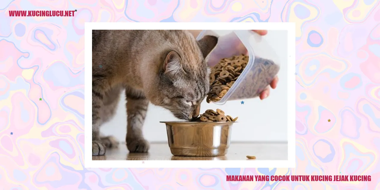 Makanan yang Cocok untuk Kucing Jejak Kucing
