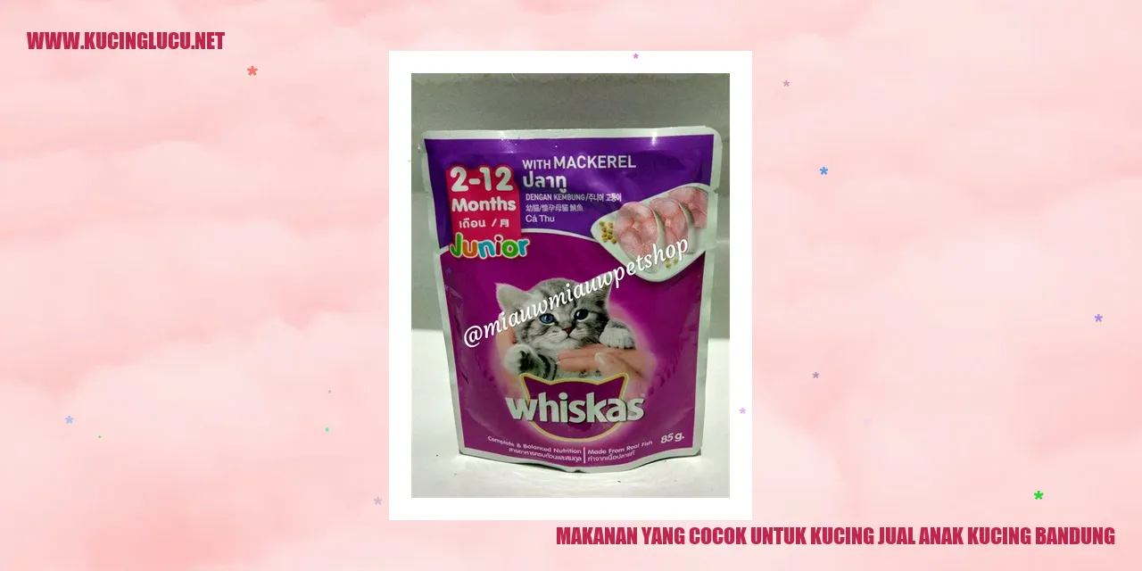 Gambar Kucing dan Makanan