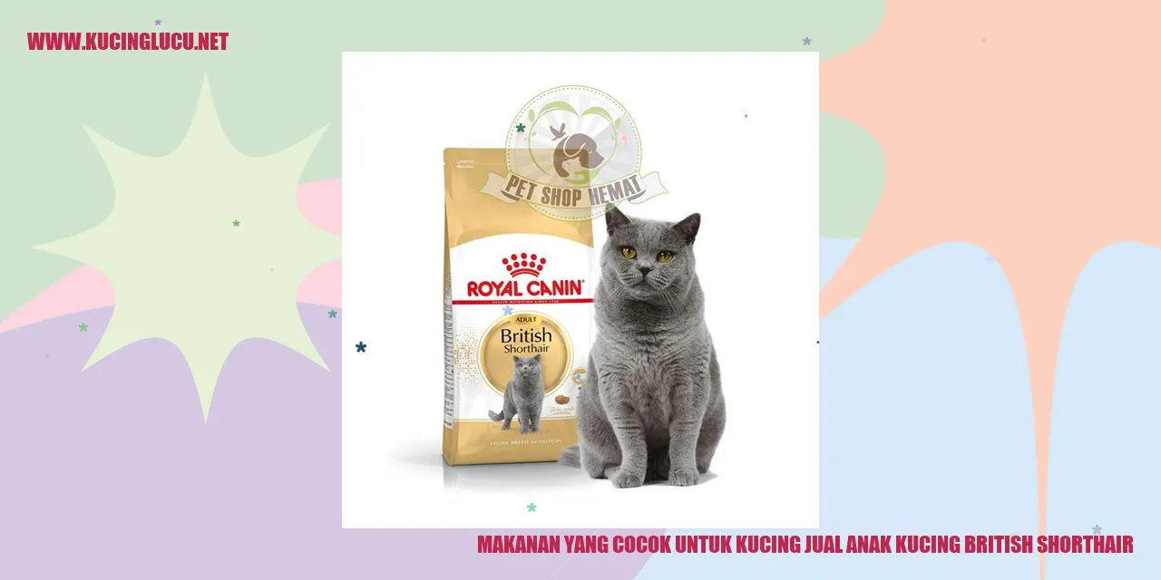 Anak Kucing British Shorthair