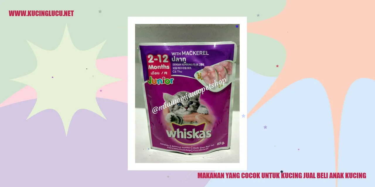 Makanan yang Cocok untuk Kucing jual beli anak kucing