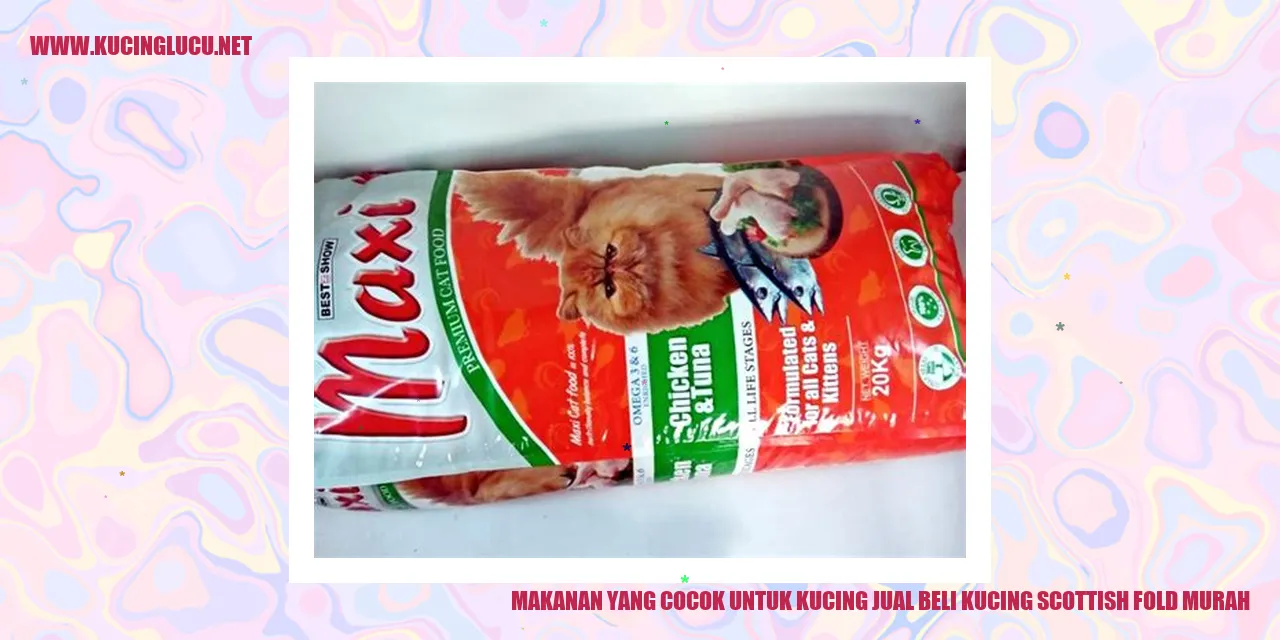 Kucing yang Lucu