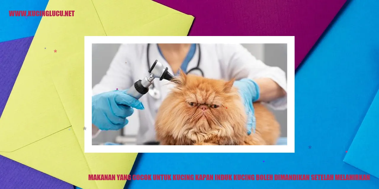 gambar kucing sehat