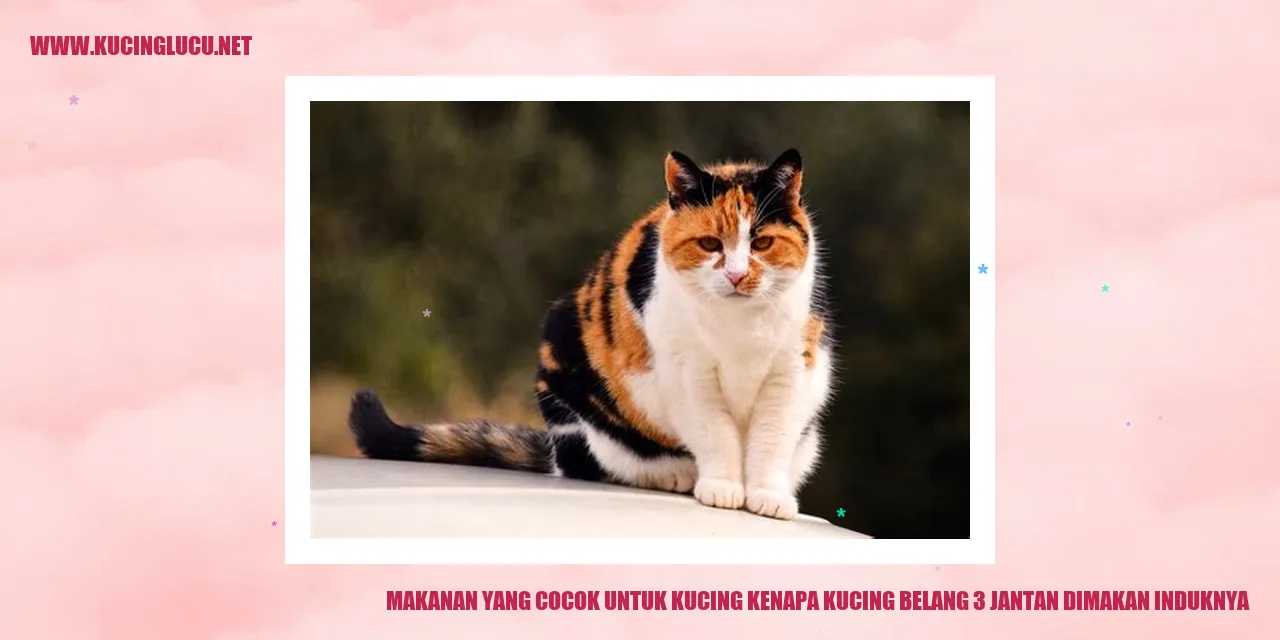 Makanan Kucing