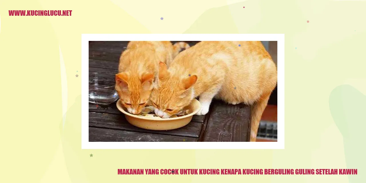 Makanan yang Cocok untuk Kucing kenapa kucing berguling guling setelah kawin