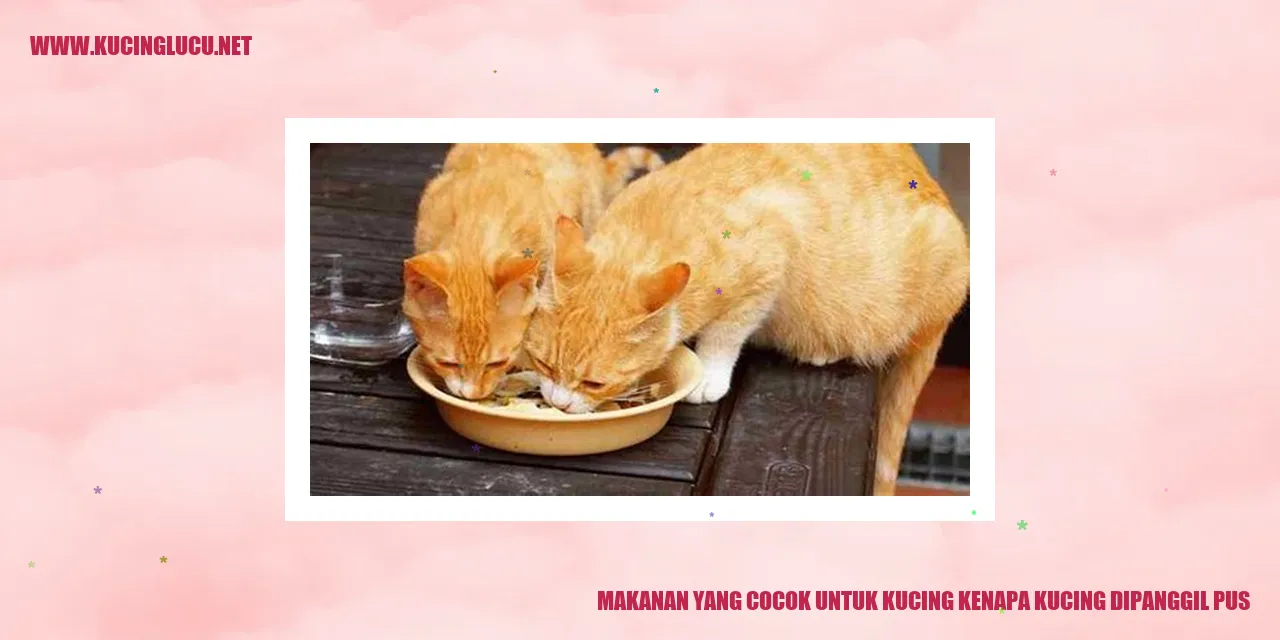 Gambar Kucing
