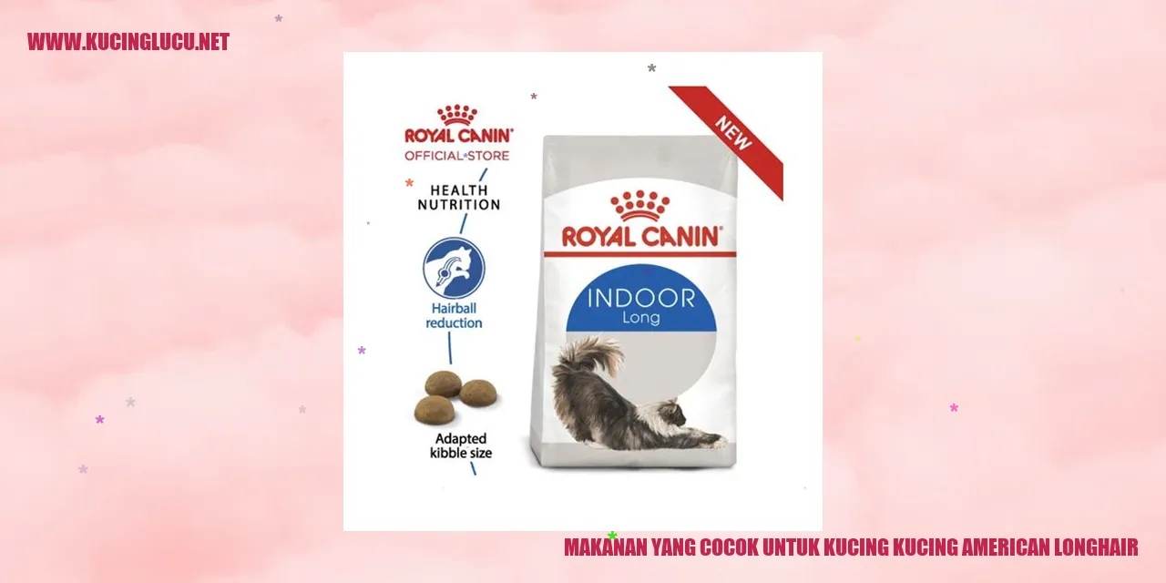 gambar kucing american longhair