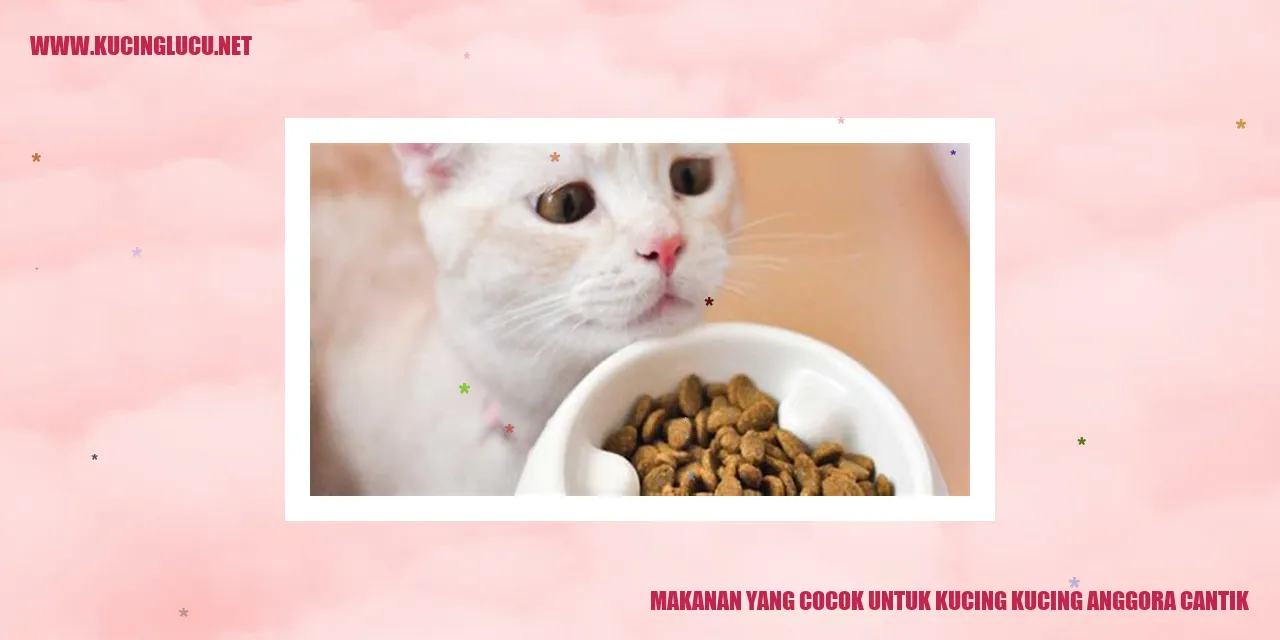 Foto kucing anggora cantik