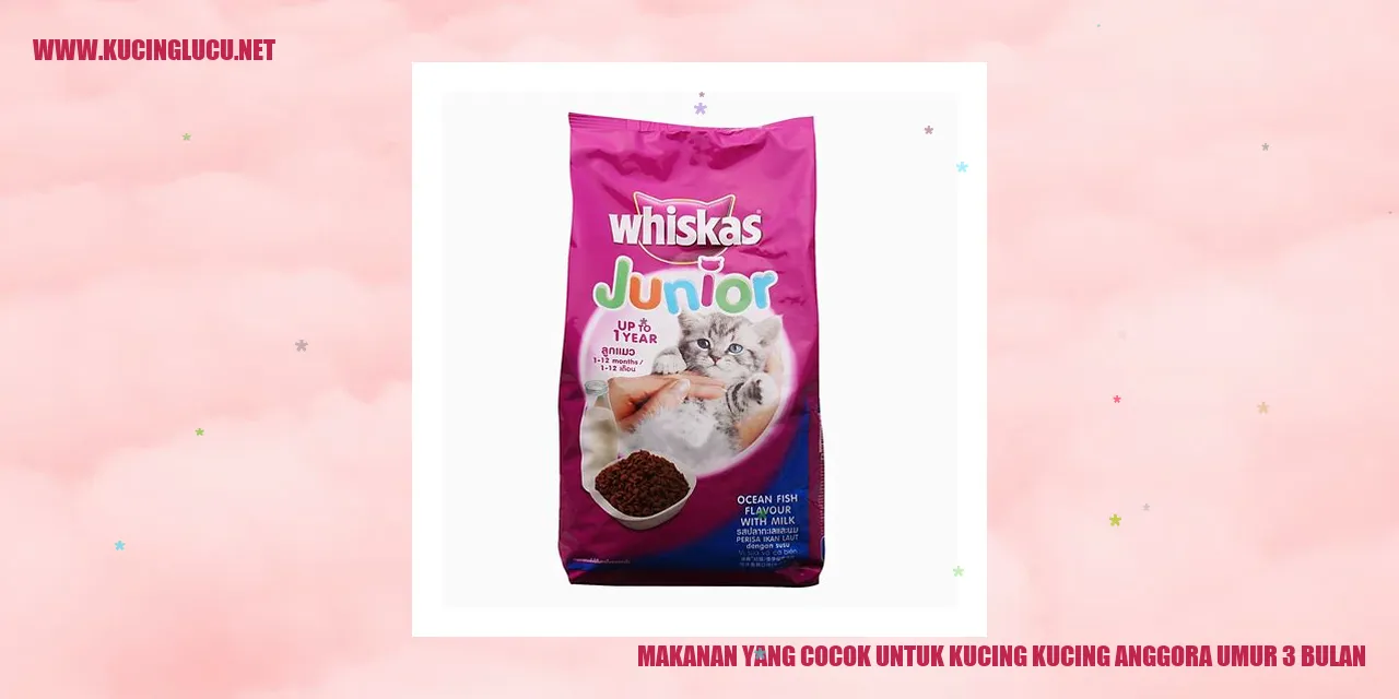 Makanan yang Cocok untuk Kucing Anggora Umur 3 Bulan