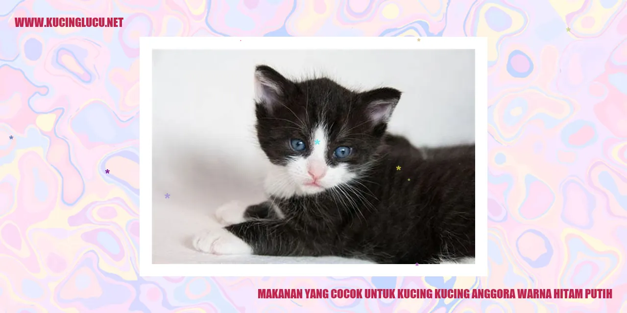 Kucing Anggora Berwarna Hitam Putih