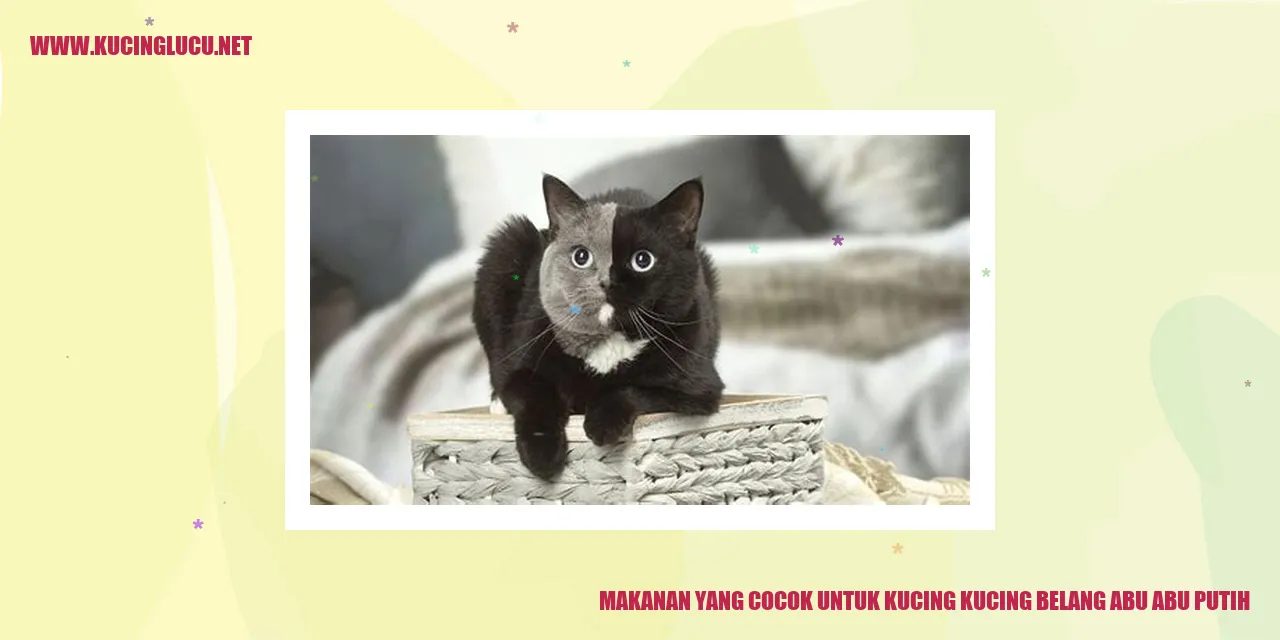 Makanan Kucing