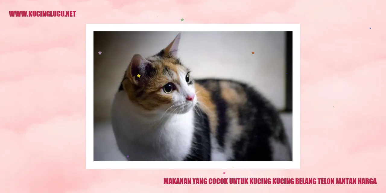 Makanan Kucing