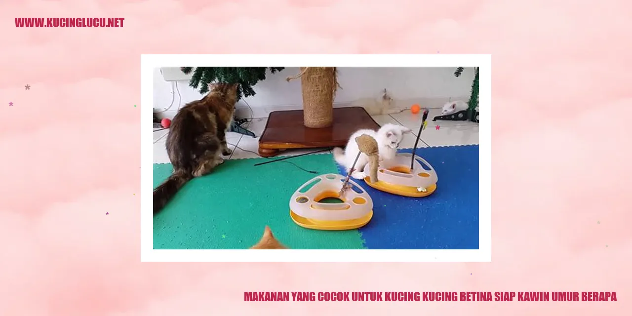 Gambar Kucing Betina