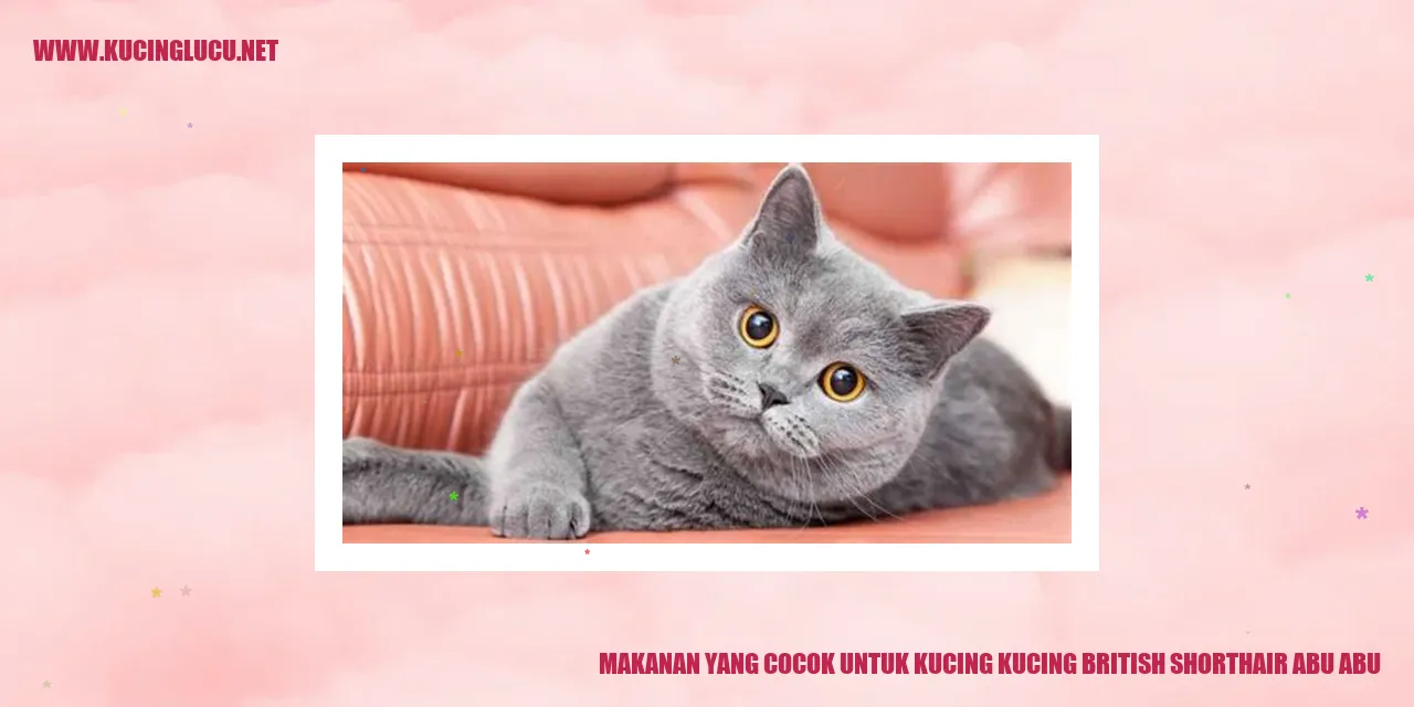 Kucing British Shorthair Abu-abu