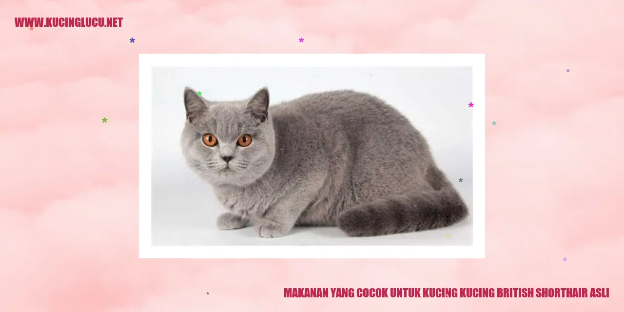 Makanan yang Cocok untuk Kucing British Shorthair Asli