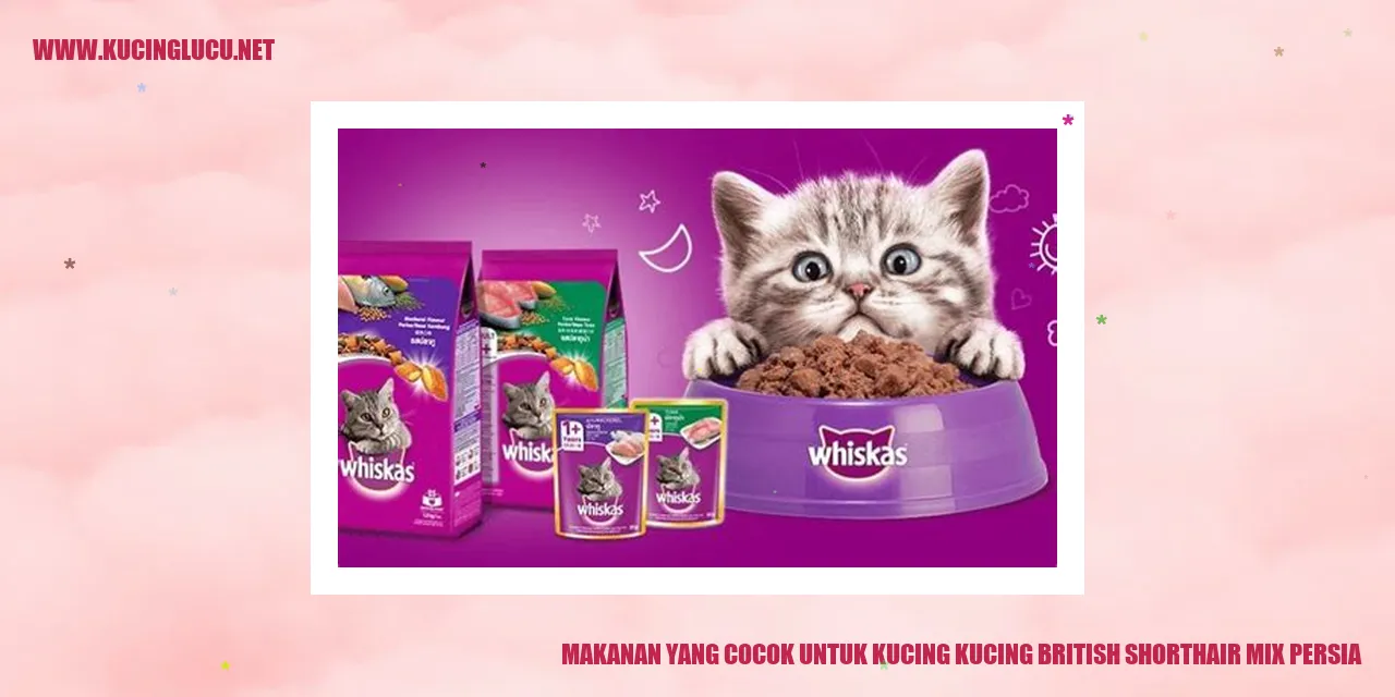 Kucing British Shorthair Mix Persia