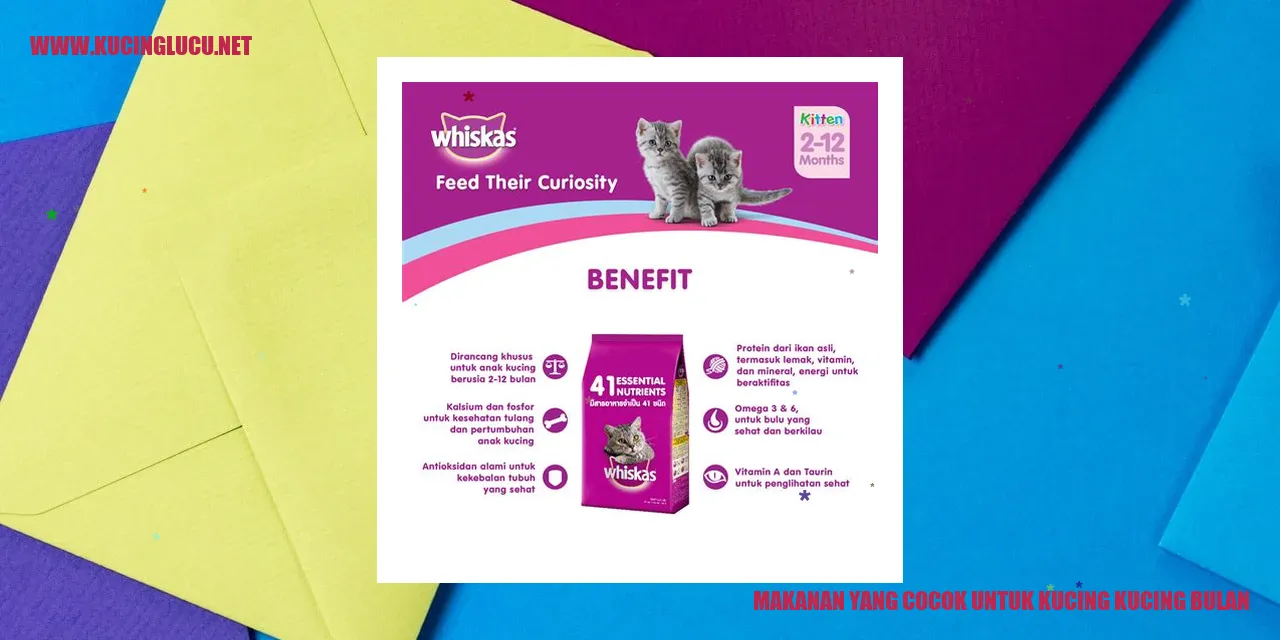 Makanan yang Cocok untuk Kucing Kucing Bulan