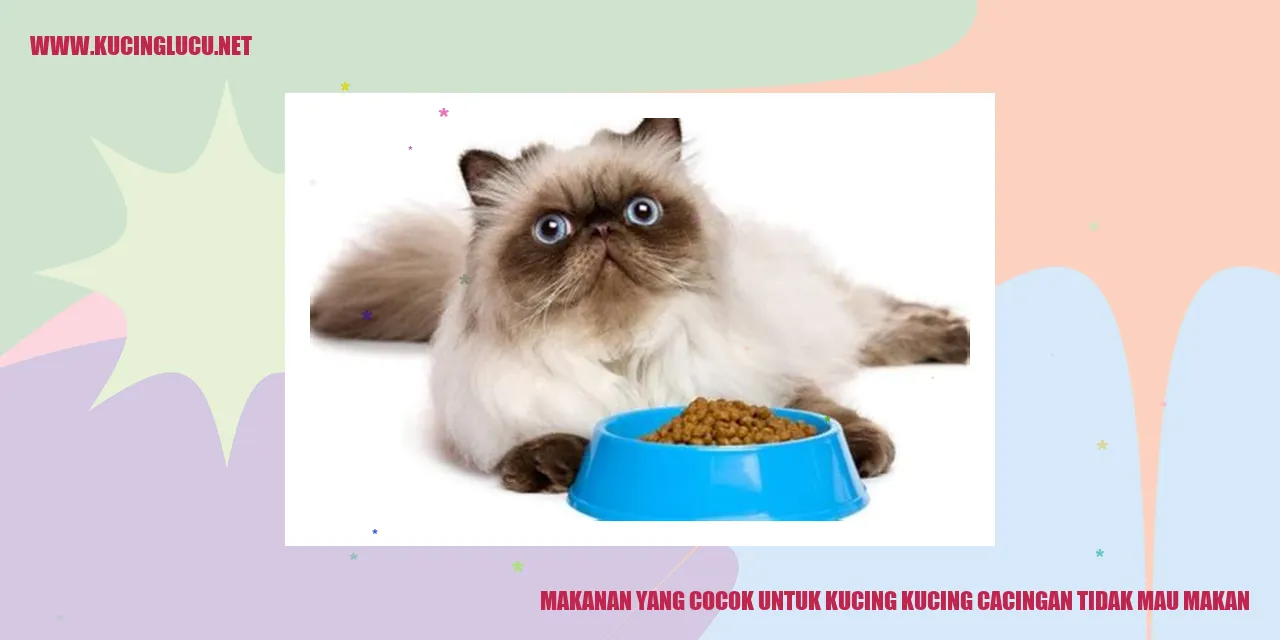 Makanan Cocok untuk Kucing