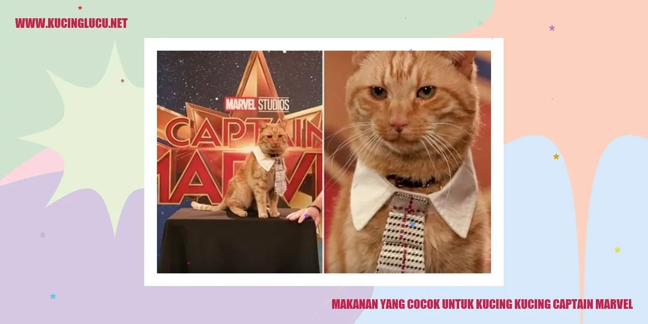 Makanan yang Cocok untuk Kucing Captain Marvel