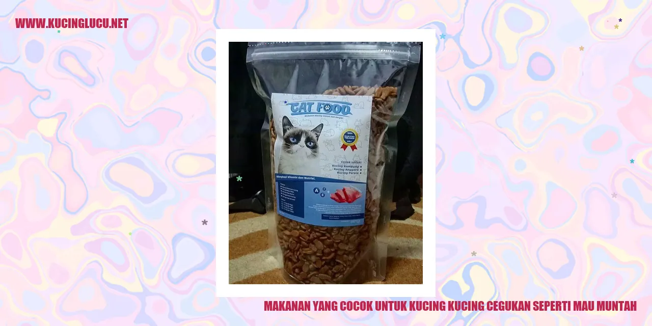 Gambar Kucing dan Makanan