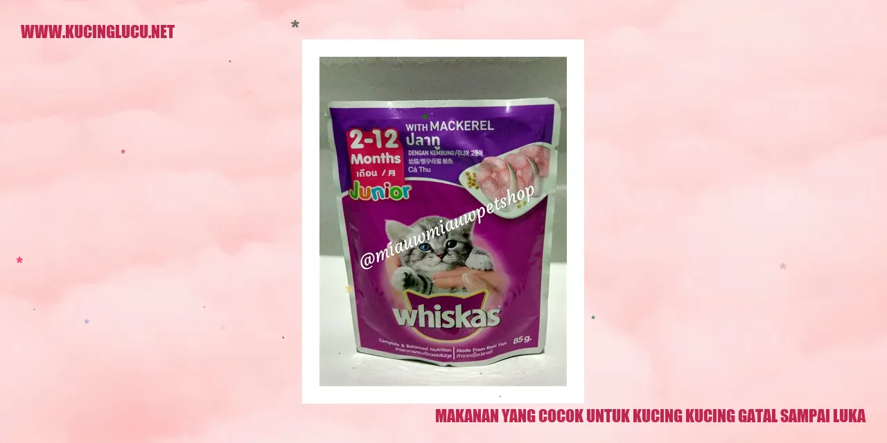 Gambar Kucing Gatal Sampai Luka