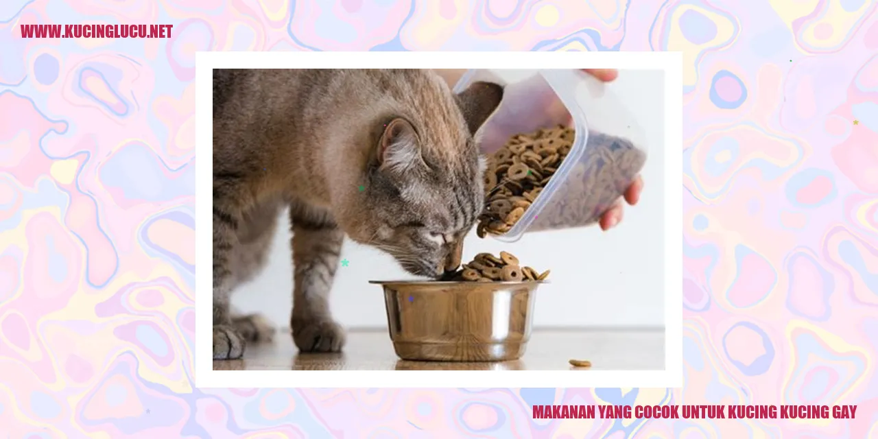 Makanan yang Cocok untuk Kucing Kucing Gay