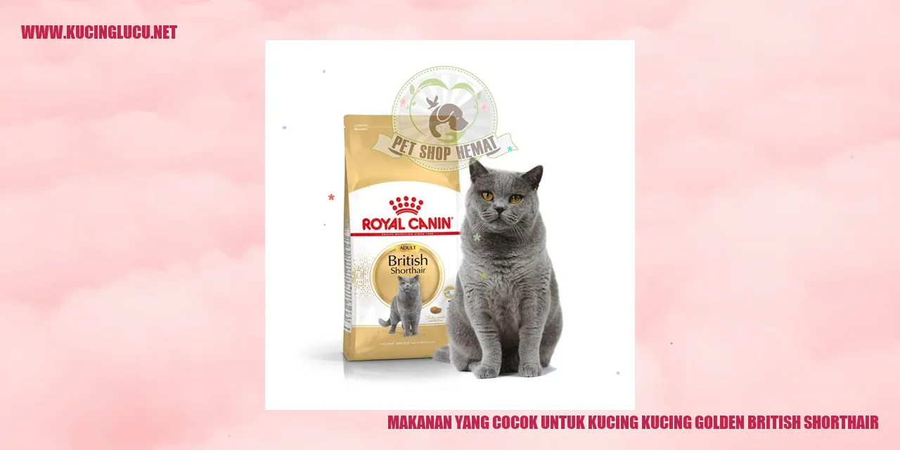 Kucing Golden British Shorthair