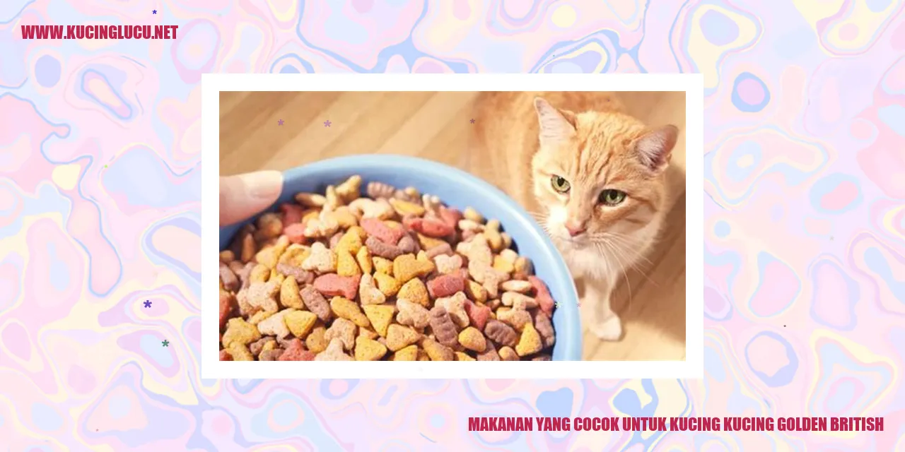 Kucing Golden British