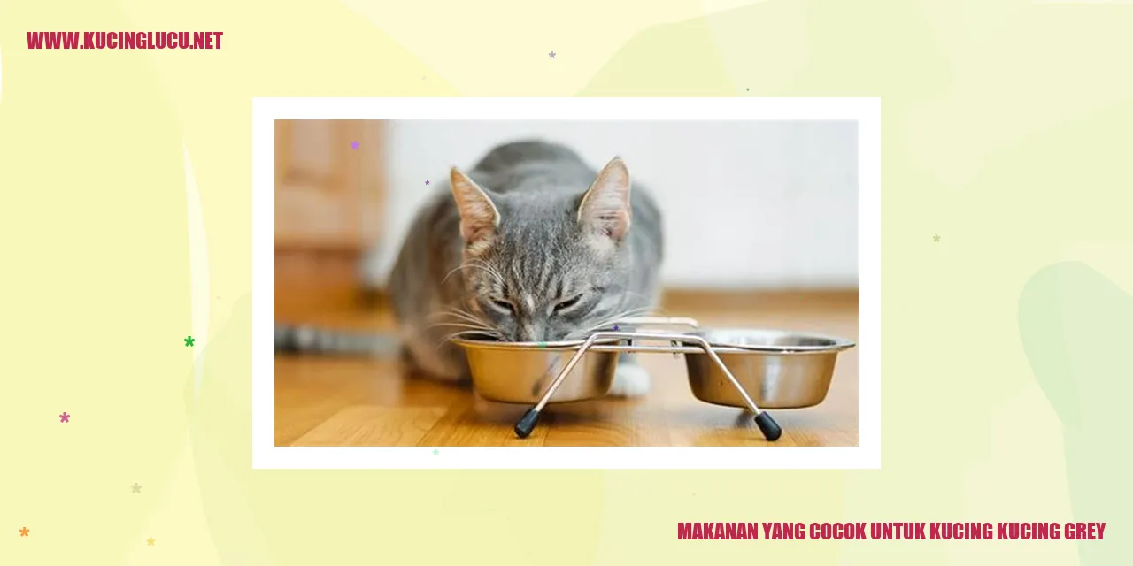 Makanan yang Cocok untuk Kucing Abu-abu