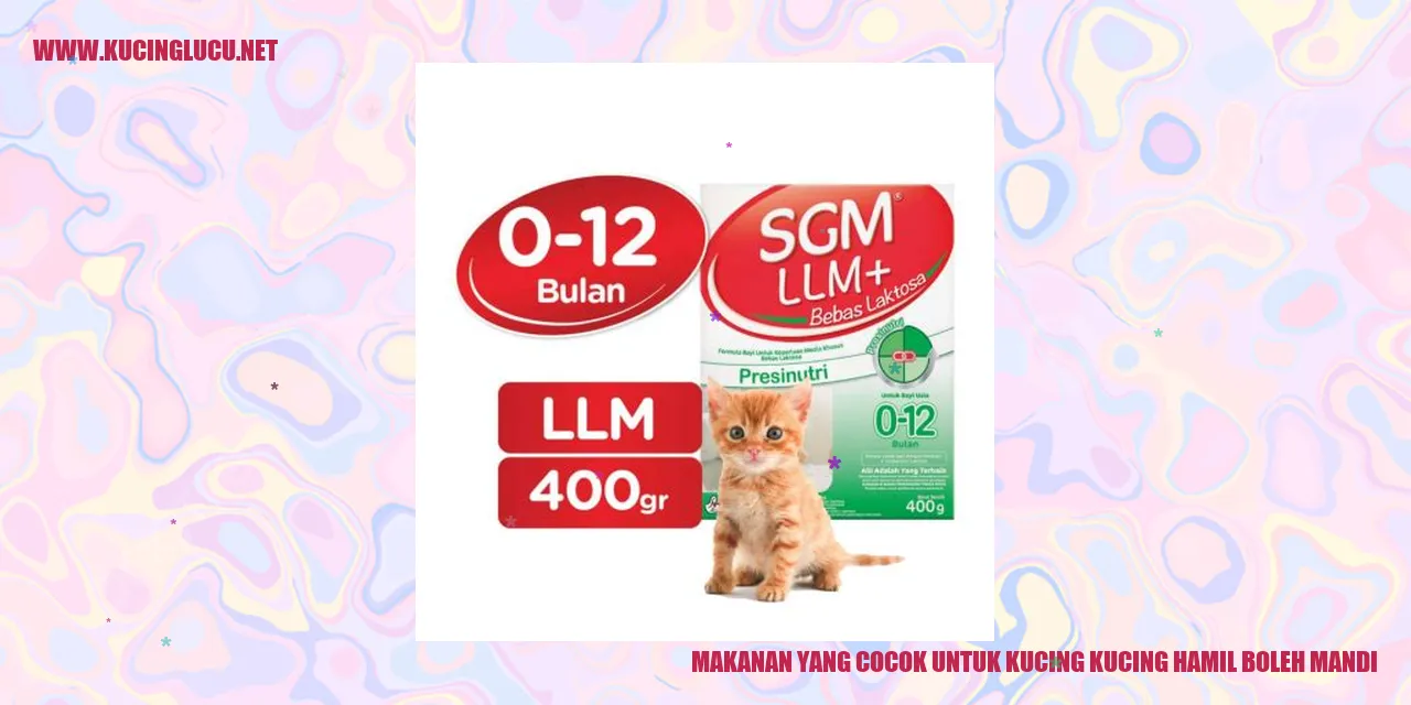gambar kucing hamil