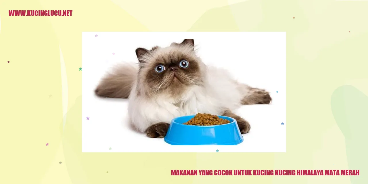 Makanan untuk Kucing Himalaya Mata Merah