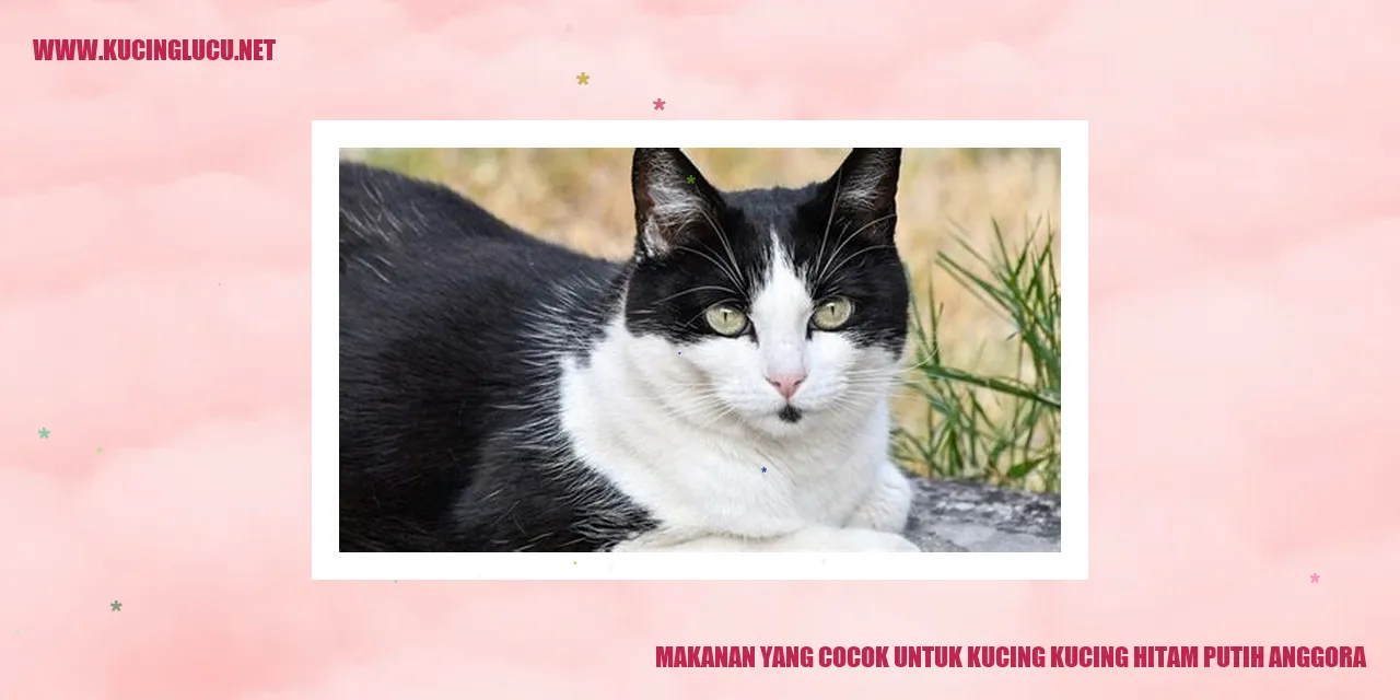 Foto Kucing Hitam Putih Anggora