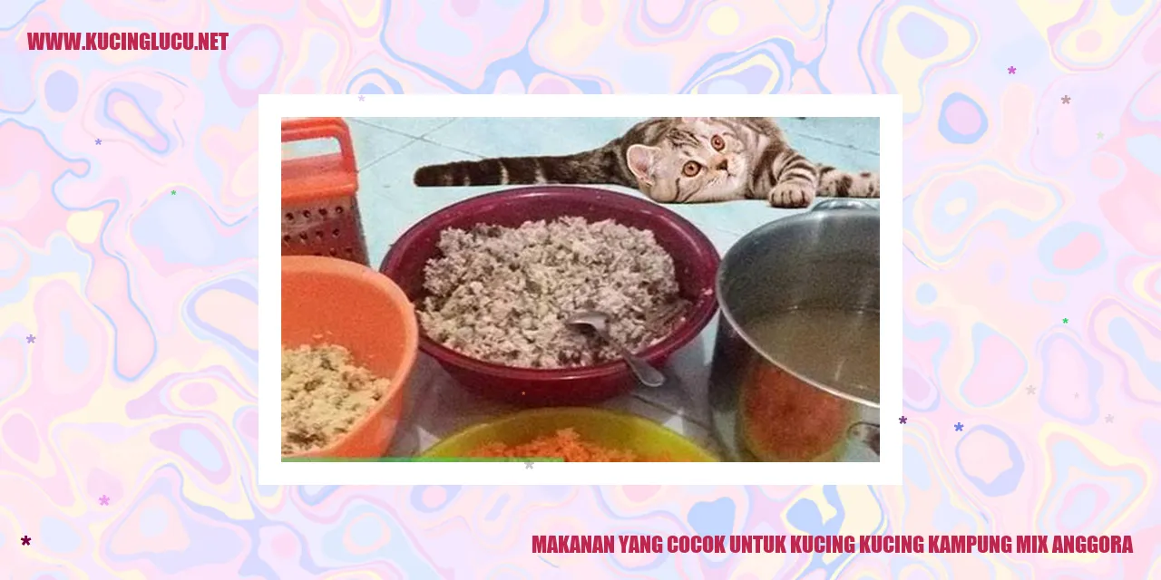 Kucing Kampung Mix Anggora
