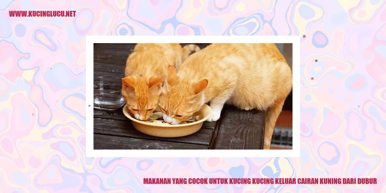 Gambar Makanan untuk Kucing