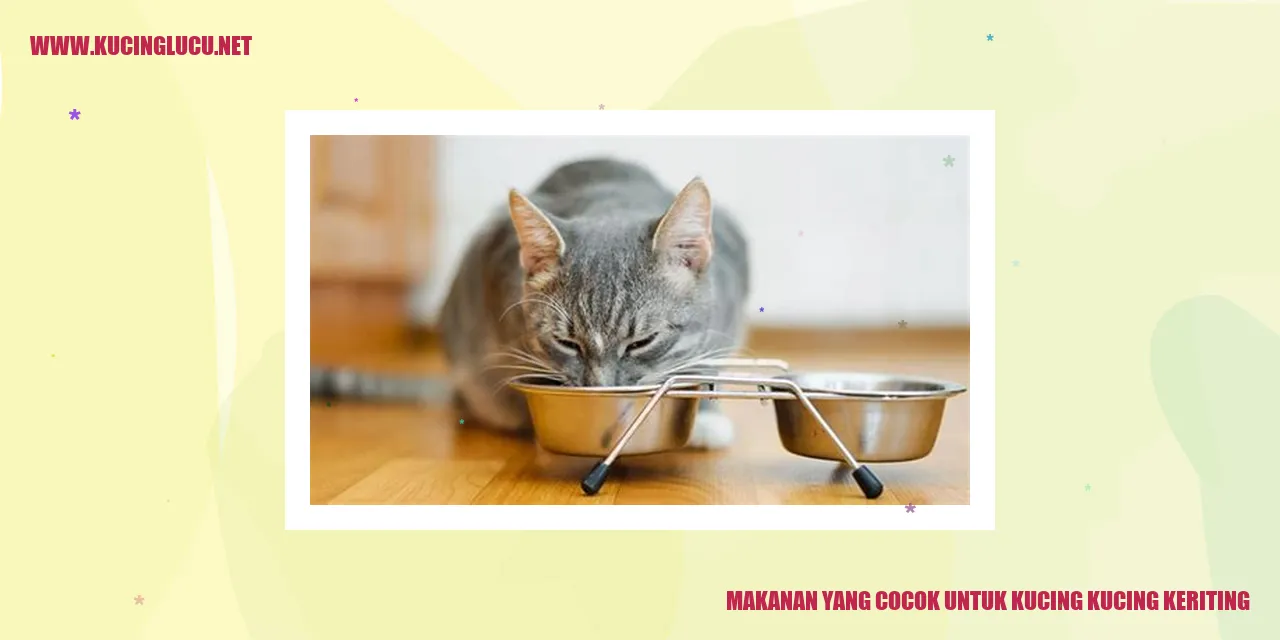 Makanan yang Cocok untuk Kucing kucing keriting
