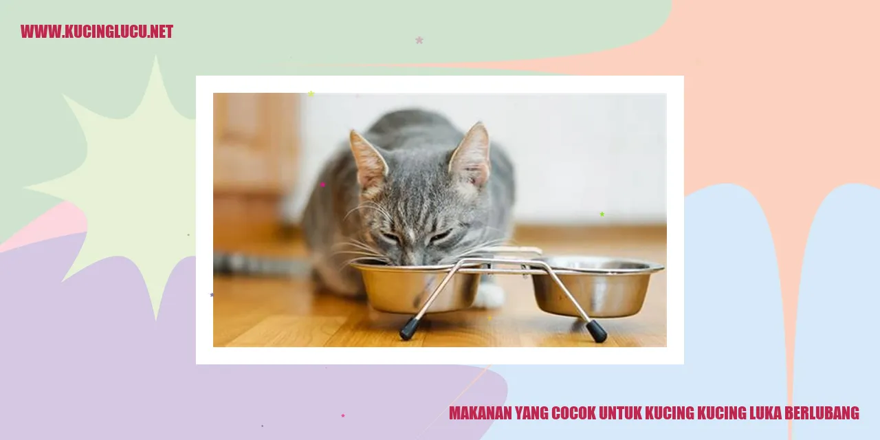 Makanan yang Cocok untuk Kucing kucing luka berlubang
