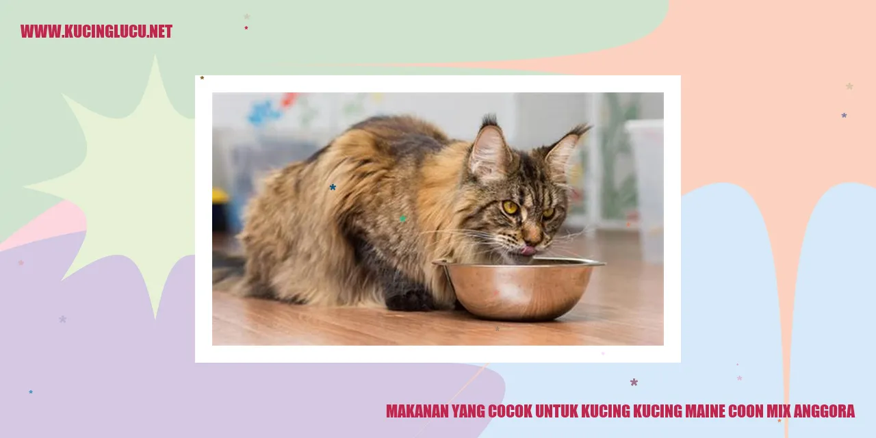 Kucing Maine Coon mix Anggora