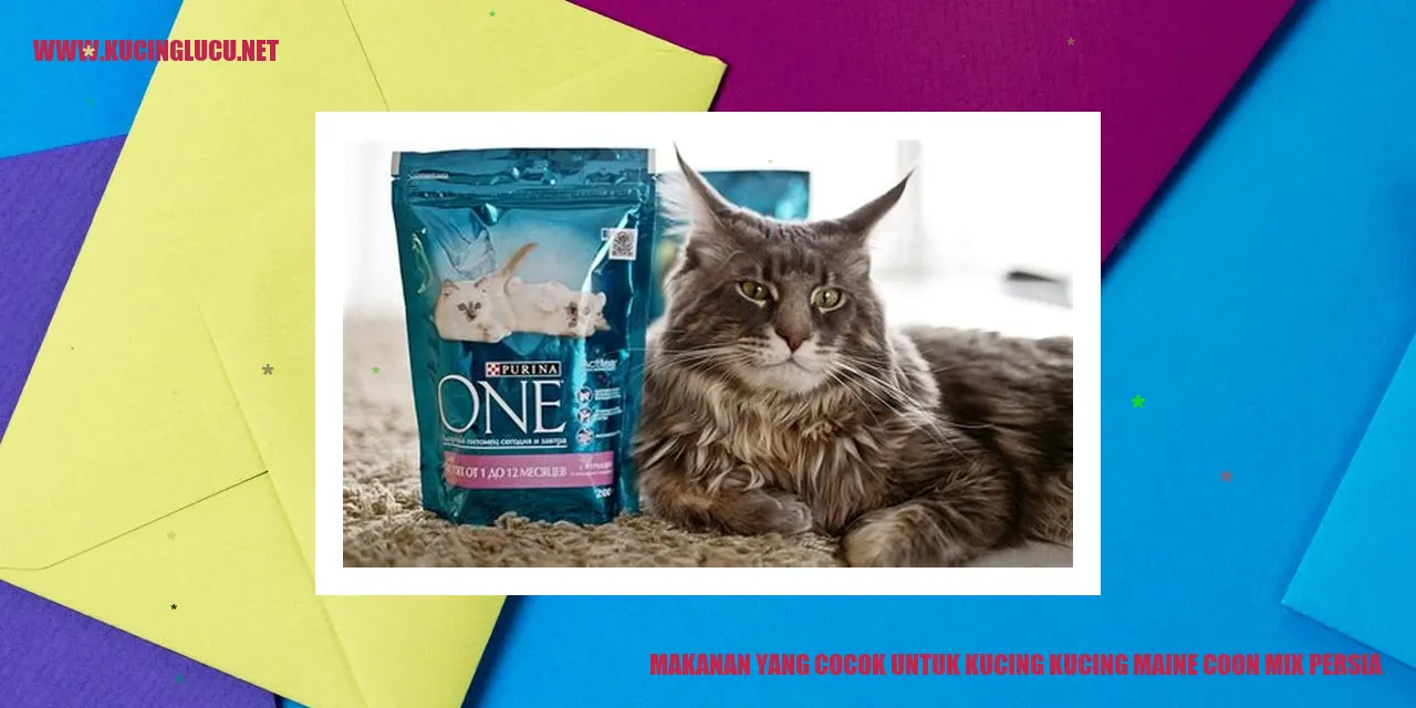 Kucing Maine Coon Mix Persia